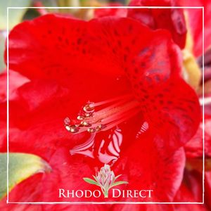 Products: Rhododendron Raging Bull - RhodoDirect: Rhododendrons Online