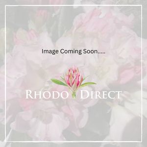 Products: Rhododendron Yak x Brilliancy - RhodoDirect: Rhododendrons Online