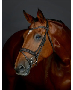 Products: Collegiate Comfitech Opulux Plain Padded Hanoverian Flash Bridle - Horse-Bridles : Richmond Saddlery - Collegiate