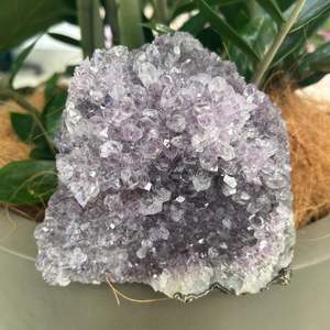 Amethyst Standing Cluster