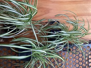 Chlorophytum comosum Spider Plant
