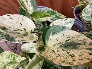 Epipremnum aureum ‘Marble Queen’