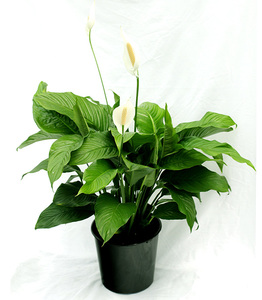 Spathiphyllum Giant Peace Lily