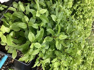 Pittosporum ‘Fankies Folly’
