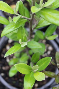 Corokia ‘Geenty’s Green’