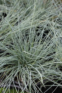 Festuca ‘Banks Peninsula Blue’