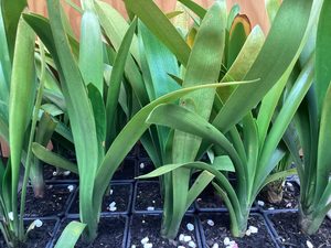 Products: Clivia miniata