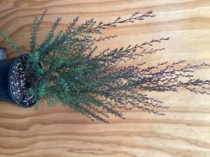 Products: Leptospermum ‘Burgundy Queen’