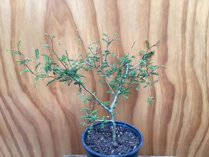 Products: Sophora prostrata