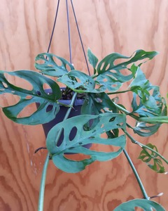 Products: Monstera ‘Swiss Cheese Vine’