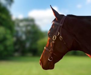 Products: Horse Bridle