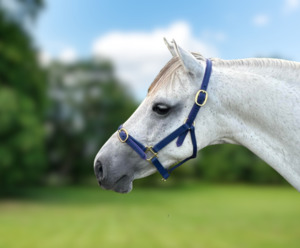 Products: Pony Halter