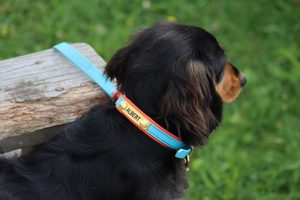 Products: Dog Collar