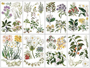 IOD Decor Transfer Pad 20 x 30.5cm - Sarah Featon's Botanicals (8 Sheets)