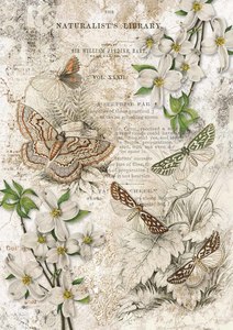 Decoupage Queen: Decoupage Queen A3 Rice Paper - Naturalist Library
