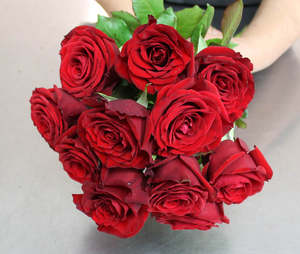 Best Sellers: Dozen NZ Short Stem Red Roses