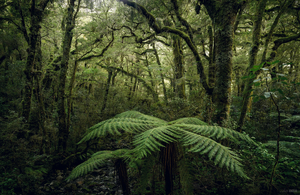 Ponga - Romer Gallery