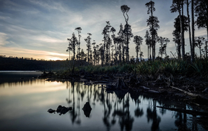Kahikatea - Romer Gallery