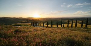 Products: Baccoleno - Romer Gallery