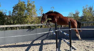 Sales Horses: Collateral RF