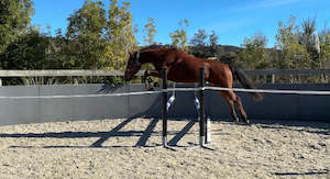 Sales Horses: Brilliant Affair RF