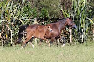 Unbroken Youngstock Available: Up To Chance RF