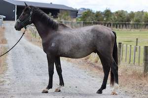 Unbroken Youngstock Available: Concorde RF