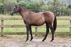 Unbroken Youngstock Available: Bailey RF