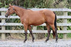 Unbroken Youngstock Available: Briana RF