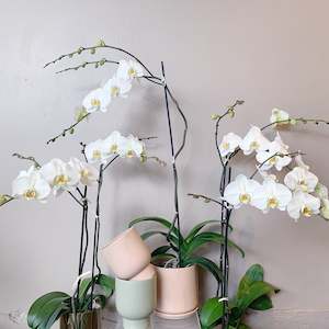 White Phalaeonopsis Plant