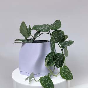Plant: Satin Pothos