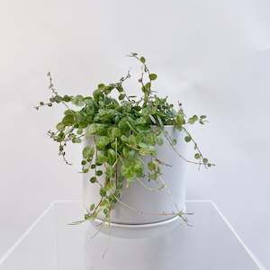 Plant: String Of Turtles