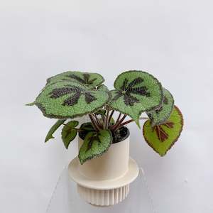 Plant: Begonia Masoniana