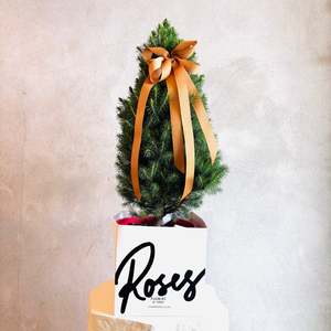 Miniature Living Christmas Tree