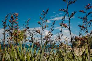 Rotoroa Island Trust Gift Card