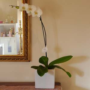 Orchid: Phalaenopsis Orchid Plant