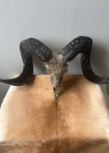 Products: Authentic Hand Carved Ram Skull
