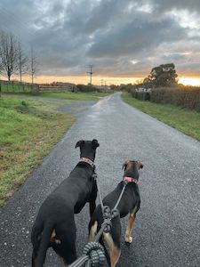 ARCTIC SAMMY Double Dog Lead - Mackenzie