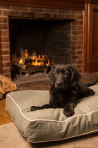 A Z: Dog Gone Smart Dog Bed - COFFEE