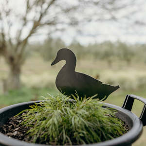 Gifts 1: Gary the Wandering Duck