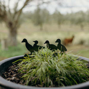 Gifts 1: The Duckling Quack Pack