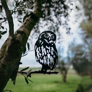 Native Birds: Morepork