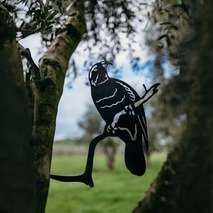 Native Birds: Kaka