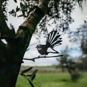 Native Birds: Fantail