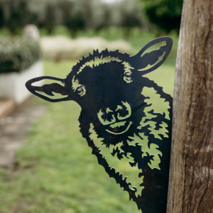 Peeking Sheep