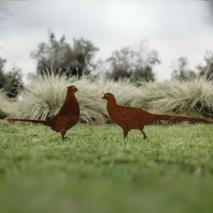 Favorite Animals: Pheasants
