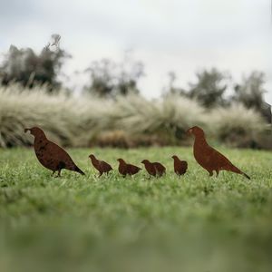 Favorite Animals: Quail
