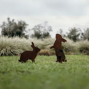Wildlife: Rabbits