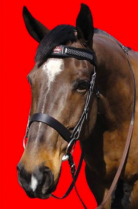 Fly Armor Browband W/ 2 Pads