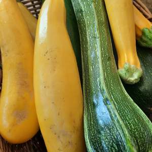 Courgette (spray free)